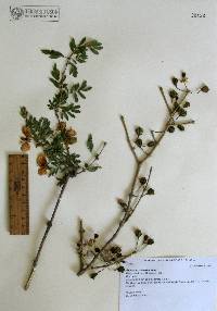 Guaiacum coulteri image