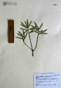 Bonellia macrocarpa image