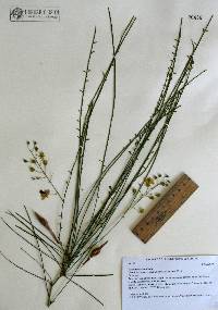 Parkinsonia aculeata image