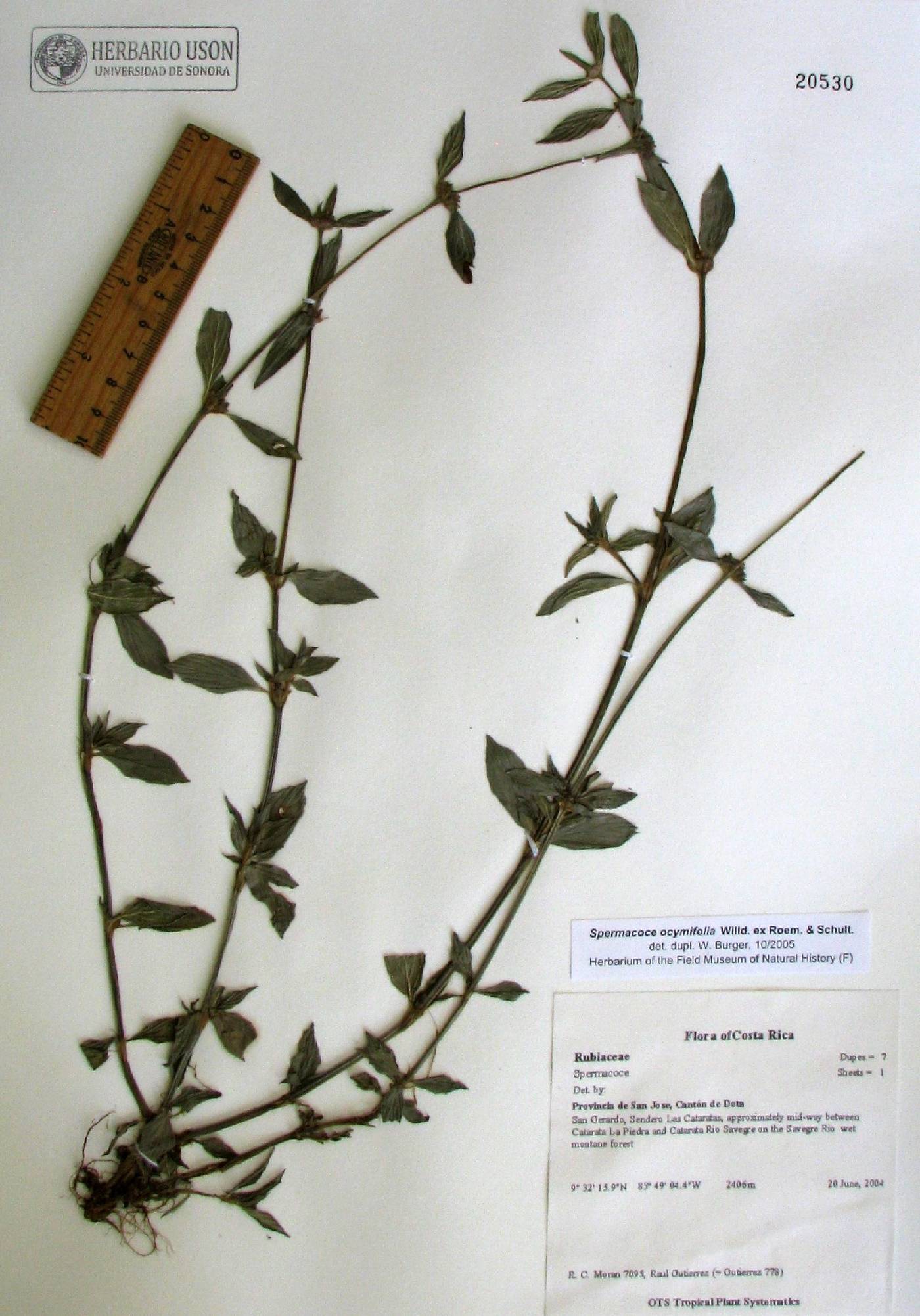 Spermacoce ocymifolia image