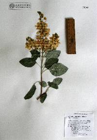 Galphimia floribunda image