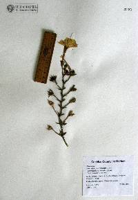 Calibrachoa parviflora image