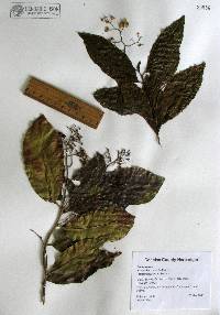 Ehretia tinifolia image