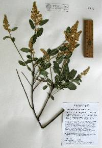 Ceanothus integerrimus image