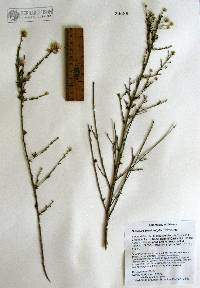 Brickellia brachyphylla image