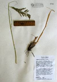 Eragrostis curvula image