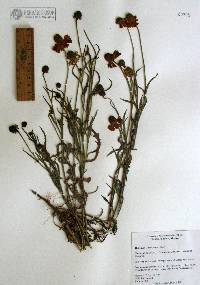 Helenium laciniatum image