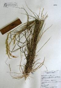 Pappophorum philippianum image