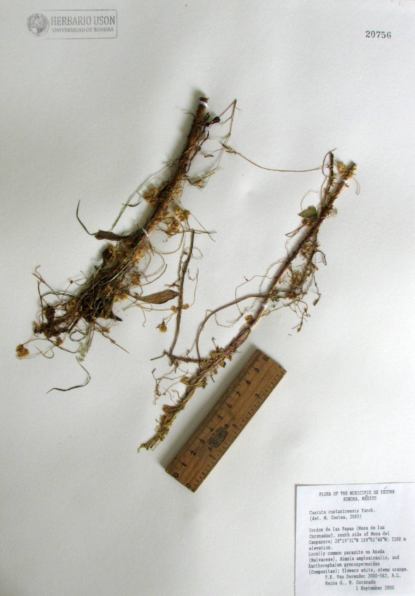 Cuscuta costaricensis image