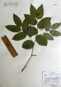 Prosartes trachycarpa image