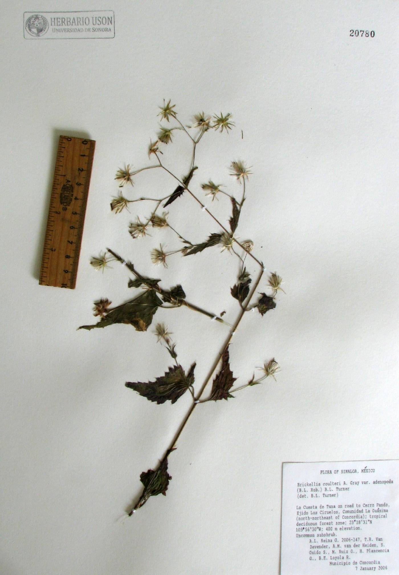 Brickellia coulteri var. adenopoda image