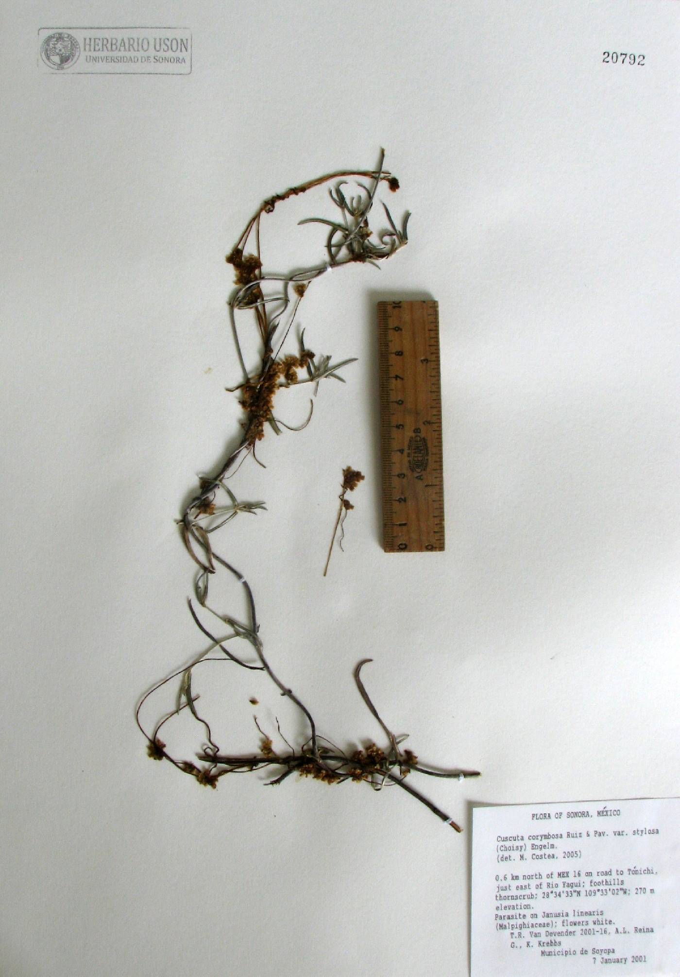 Cuscuta corymbosa image