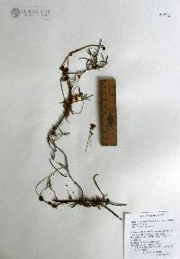 Cuscuta corymbosa var. stylosa image