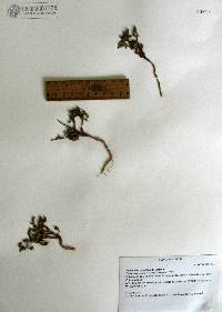 Hermannia pauciflora image