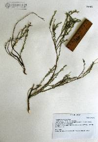 Hebecarpa macradenia image