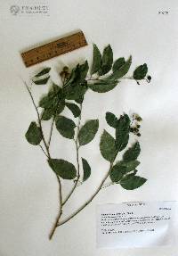 Agonandra racemosa image