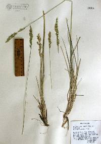 Poa fendleriana var. fendleriana image