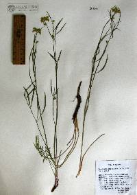 Pseudocymopterus montanus image