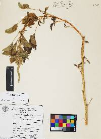 Amaranthus palmeri image