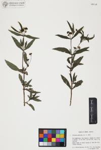 Eclipta prostrata image