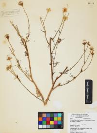 Senecio flaccidus image