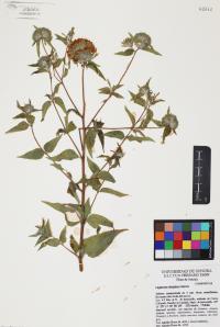 Lagascea decipiens image