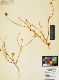 Xanthisma spinulosum image