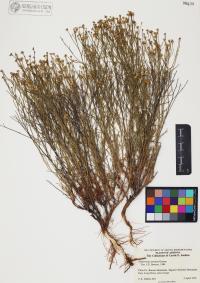 Gutierrezia serotina image