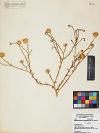 Xanthisma spinulosum image