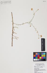 Erigeron divergens image