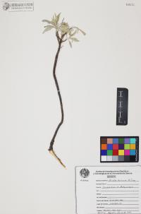 Encelia farinosa image