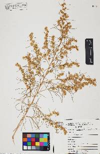 Ambrosia salsola image