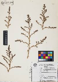 Salsola tragus image