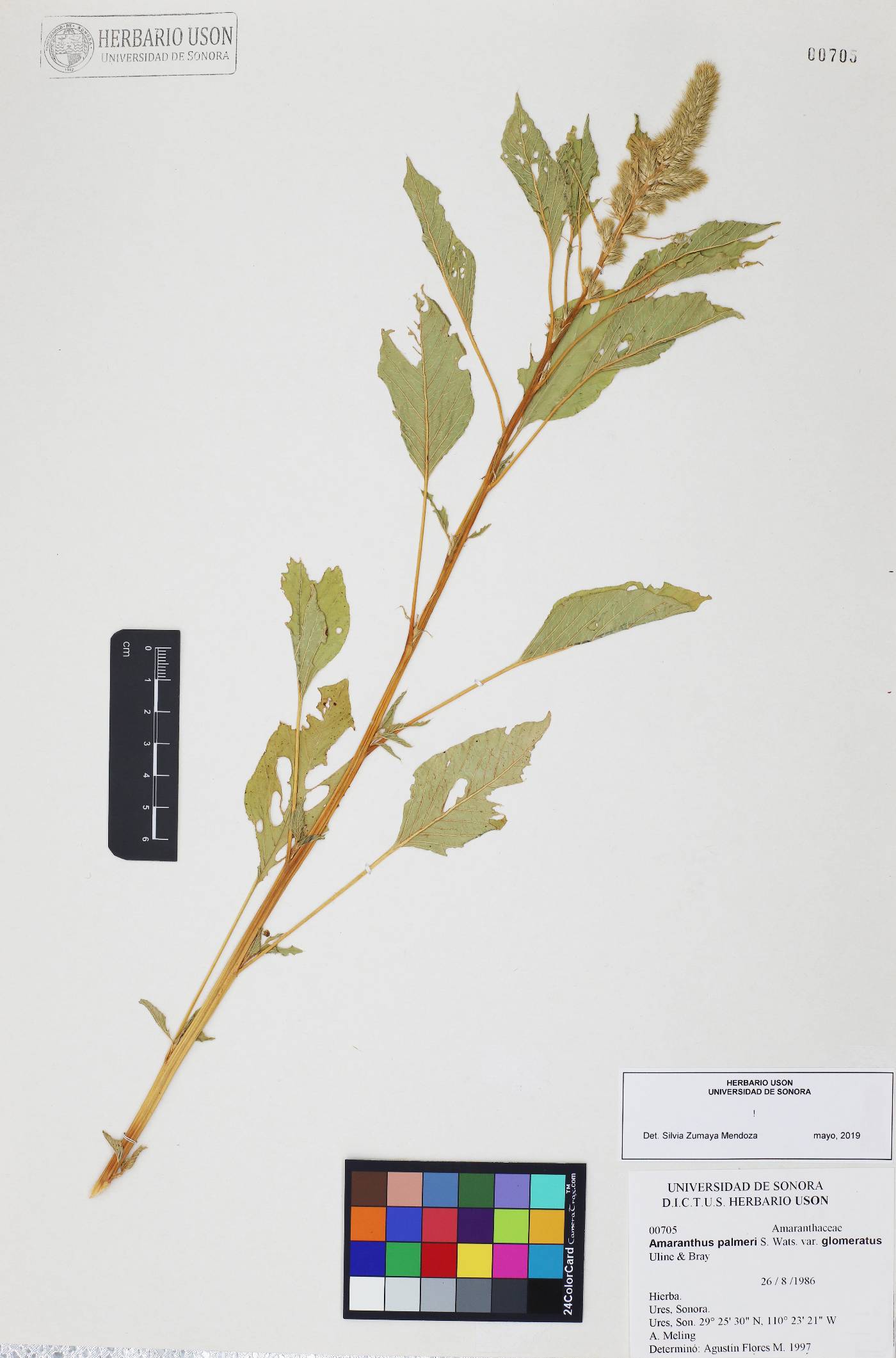 Amaranthus palmeri var. glomeratus image