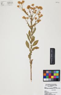 Heterotheca subaxillaris image