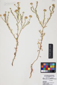 Xanthisma spinulosum image