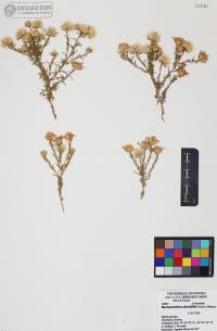 Xanthisma spinulosum image