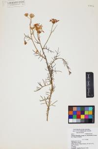 Senecio flaccidus image