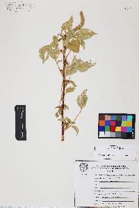 Amaranthus palmeri image