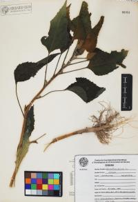 Helianthus annuus image