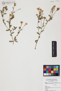 Heterotheca subaxillaris image