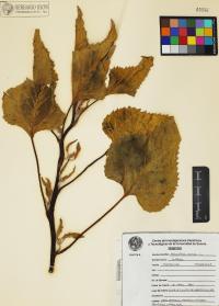 Helianthus annuus image