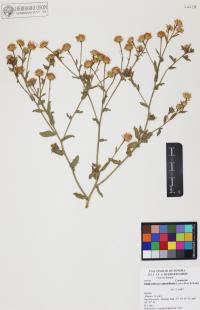 Heterotheca subaxillaris image