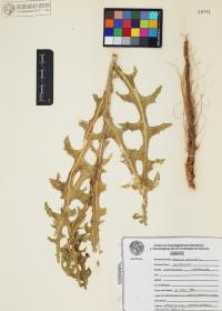 Lactuca serriola image