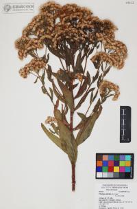 Pluchea odorata image