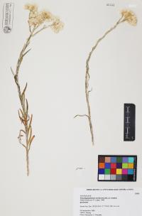 Pseudognaphalium canescens image