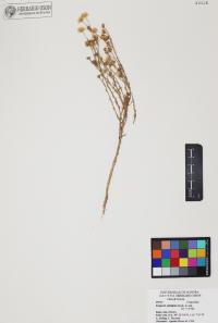 Erigeron velutipes image