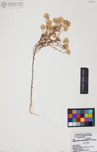 Xanthisma spinulosum image