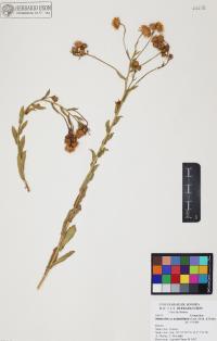 Heterotheca subaxillaris image
