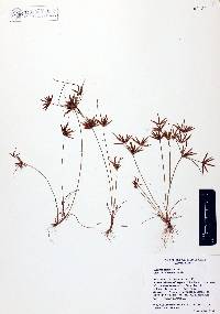 Cyperus amabilis image